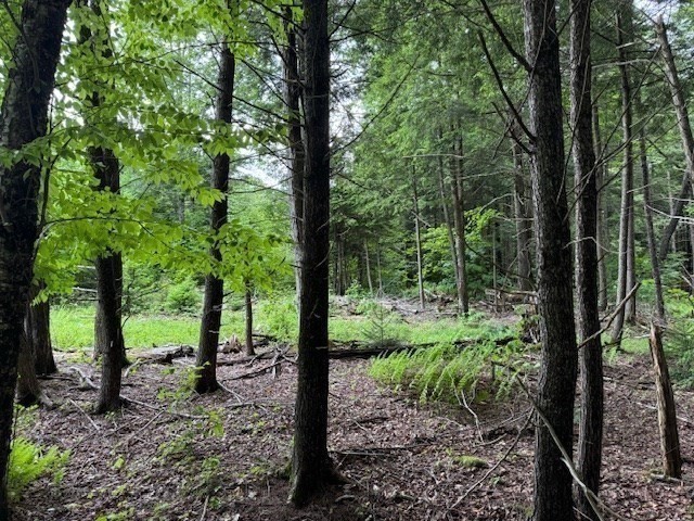 Lot 121 Davis Mine Road Rowe, MA 01367 - Photo 7 of 25 a view of lush green forest