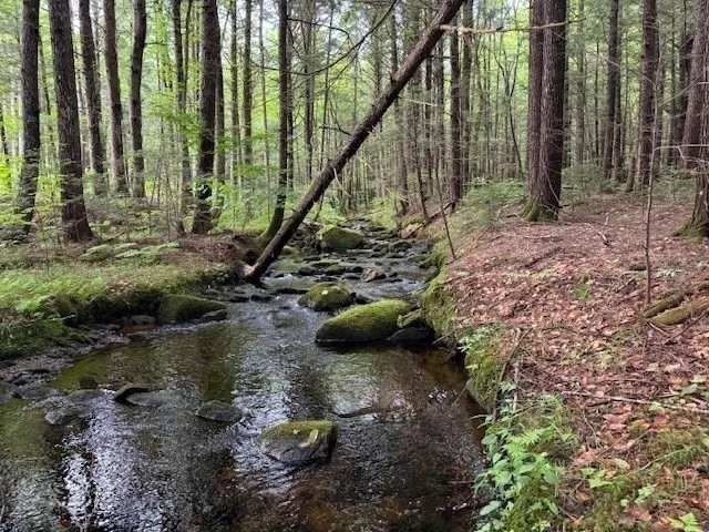 a view of a garden with a slide