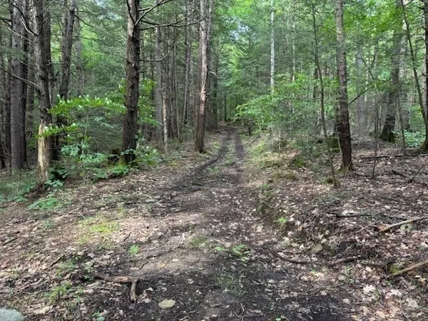 a view of a forest that has large trees