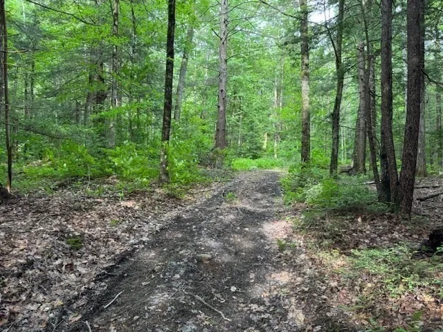 a view of a forest that has large trees