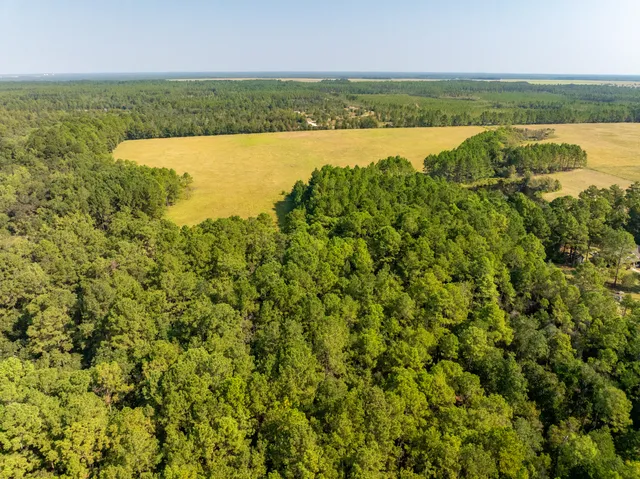 an aerial view of ocean and trees
