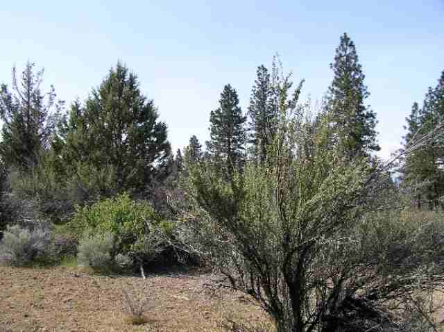 7 1/51 Jack Rabbit Road Weed, CA 96094 - Photo 5 of 9 Gallery Image 5