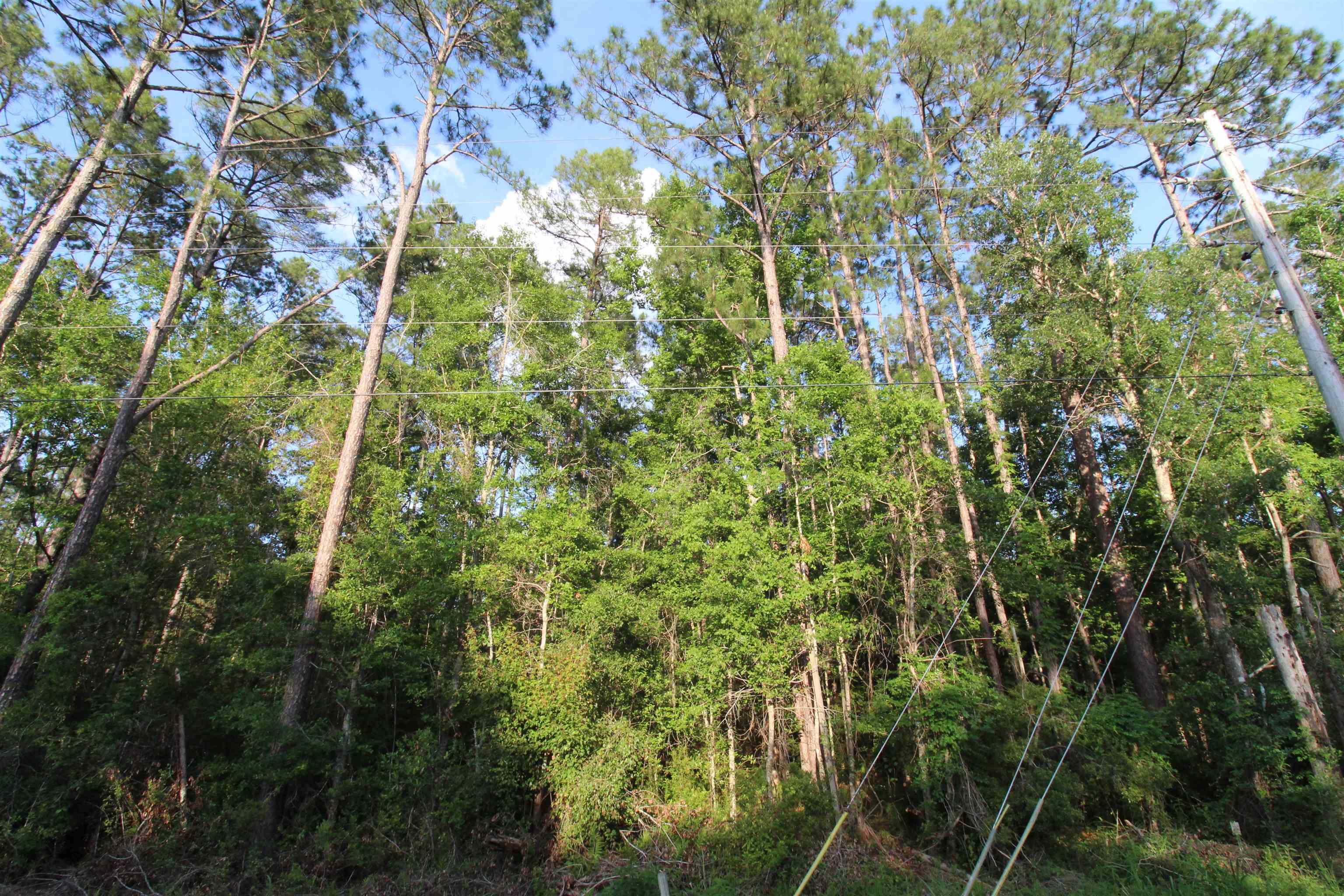 Tbd South Salt Road Monticello, FL 32344 - Photo 7 of 18