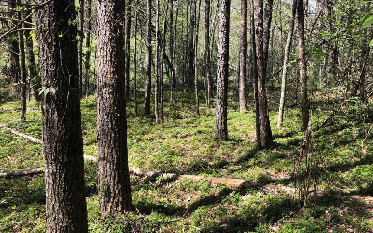 10.64 Stonefly Ridge Blue Ridge, GA 30513 - Photo 15 of 17 Additional View