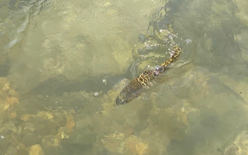 10.64 Stonefly Ridge Blue Ridge, GA 30513 - Photo 5 of 17 Additional View