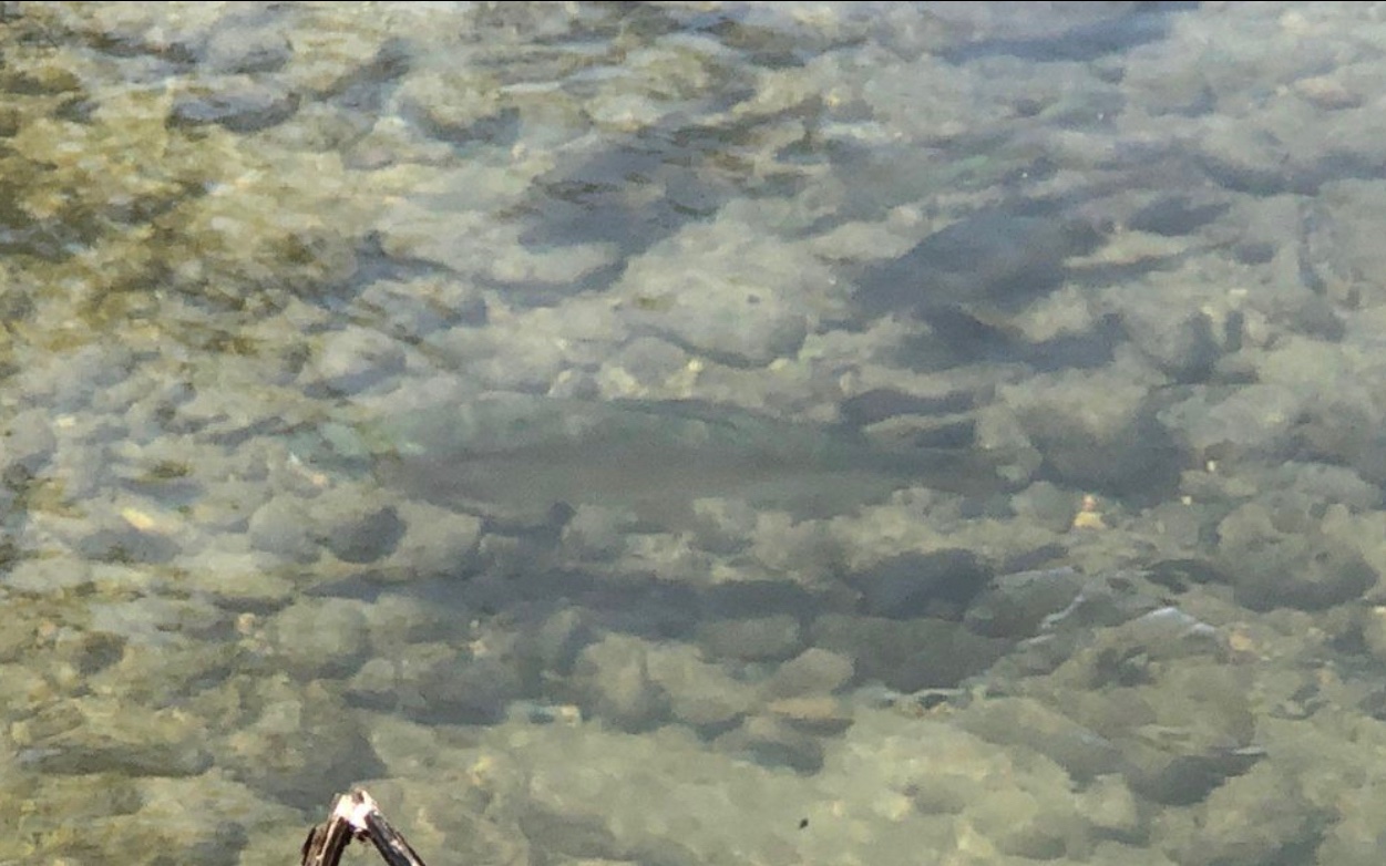 10.64 Stonefly Ridge Blue Ridge, GA 30513 - Photo 6 of 17 Additional View