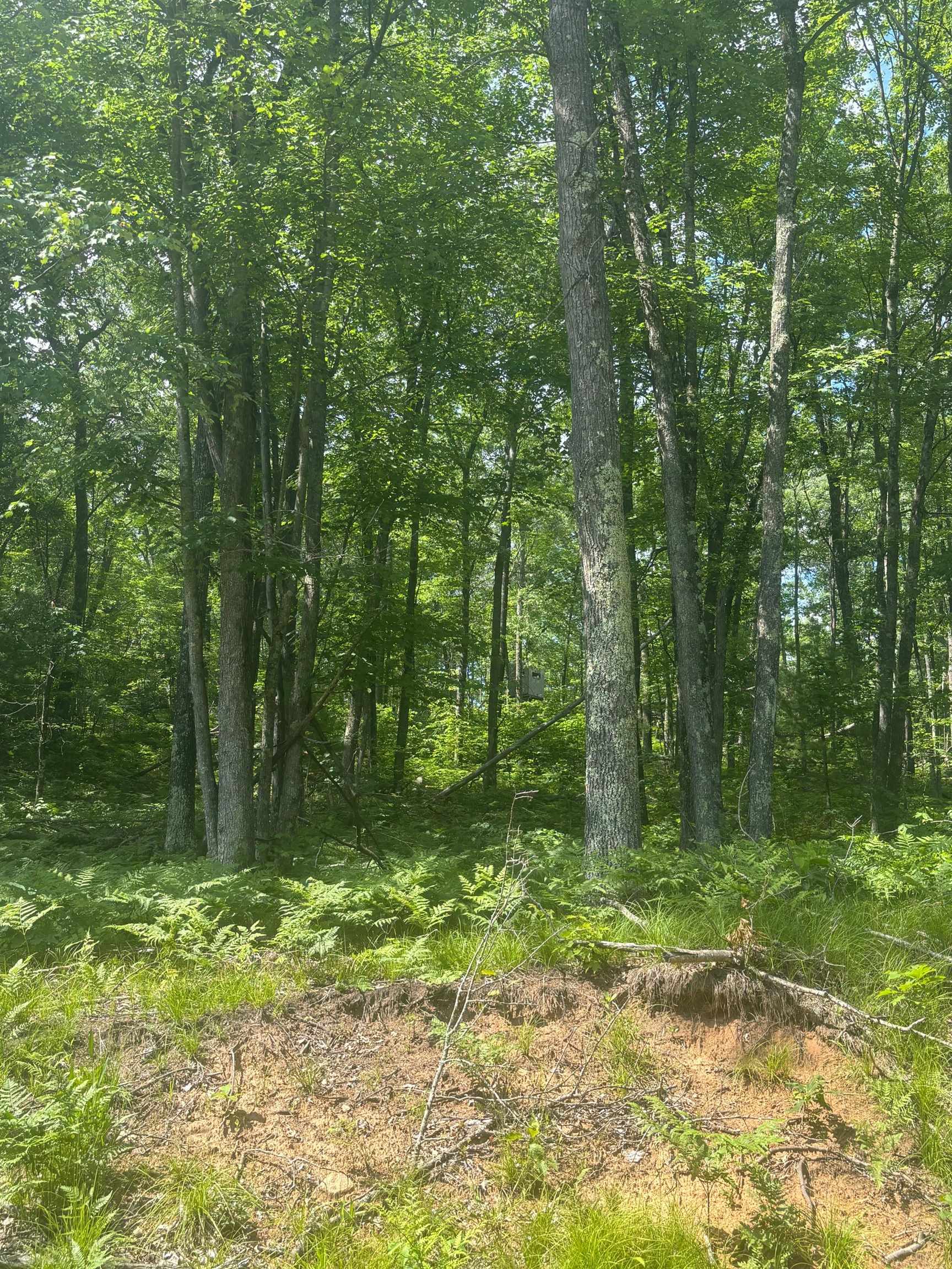 Swan Bay Road, Unit 6 Amberg, WI 54102 - Photo 3 of 20