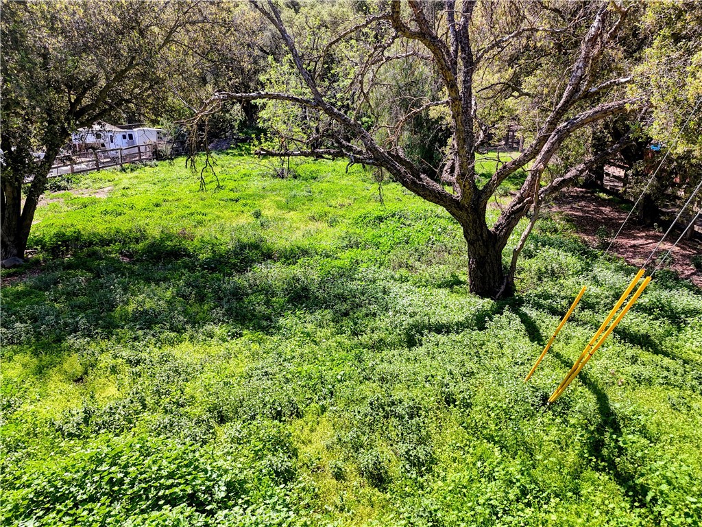 a lush green forest with lots of trees