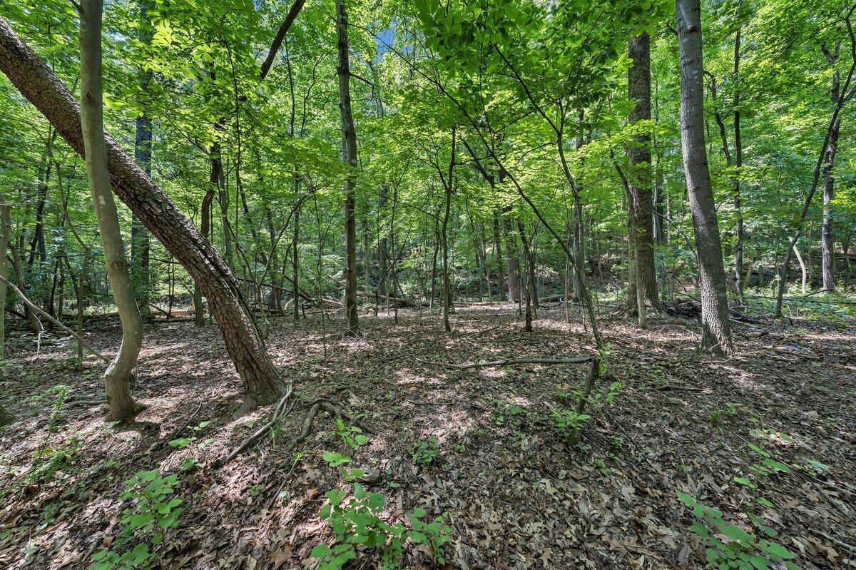 0 Pin Oak Drive Blue Ridge, VA 24064 - Photo 2 of 3 a view of a forest filled with lots of trees