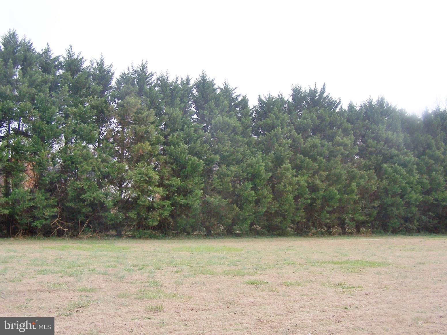 2395 McDowell Road Bridgeville, DE 19933 - Photo 71 of 76 Better view of privacy trees.