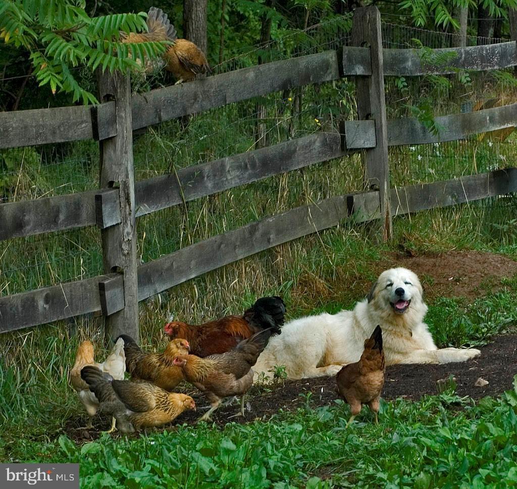 1075 Ebert Road Coopersburg, PA 18036 - Photo 27 of 36 Chicken pasture