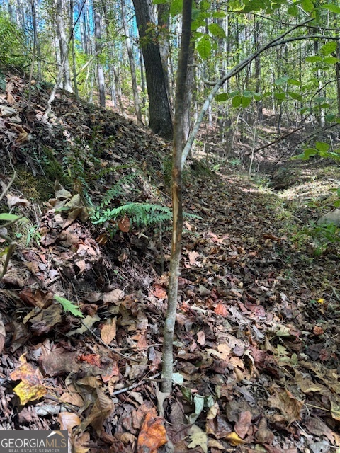 902 Pinyan Road Southeast Ranger, GA 30734 - Photo 35 of 60 a view of a forest with a tree