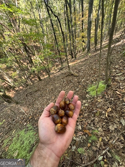 902 Pinyan Road Southeast Ranger, GA 30734 - Photo 42 of 60 a view of a wooden fence