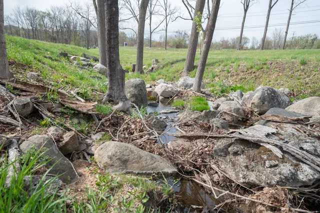 a view of a garden with plants and large trees