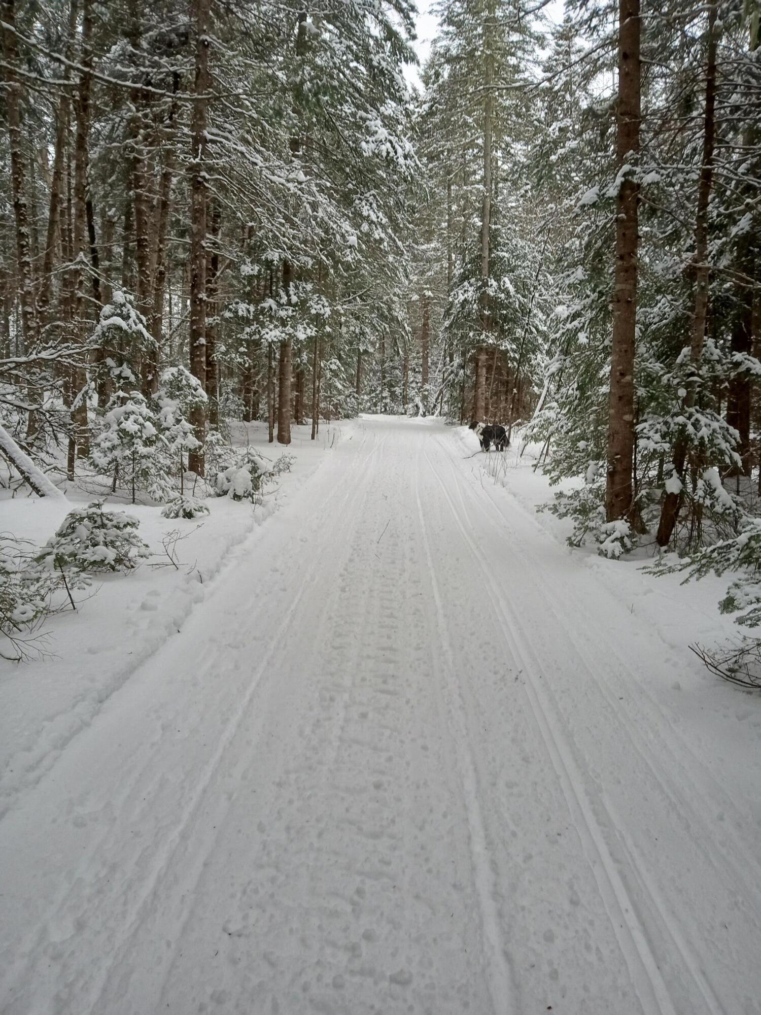 2397 U.S. Rte 2 Smyrna, ME 04780 - Photo 45 of 46 Groomed Snowmobile Trail behind House