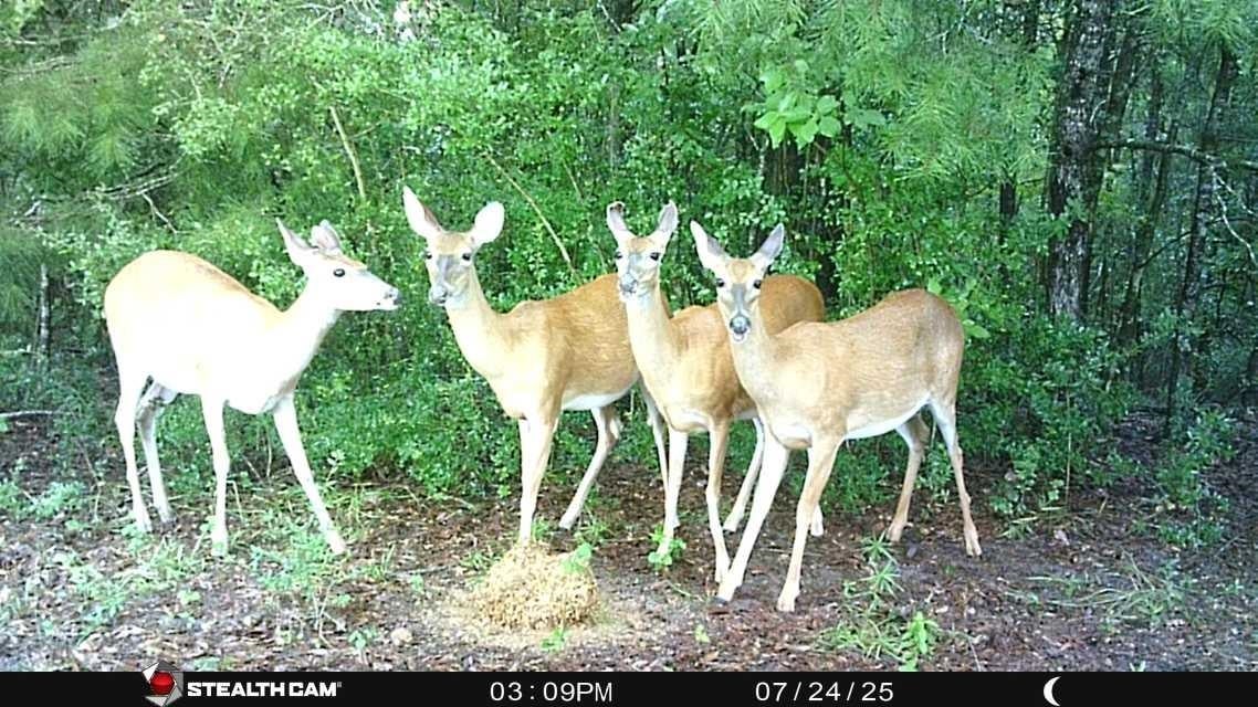 239 Aubie Road Samson, AL 36477 - Photo 20 of 50 Gallery Image 20