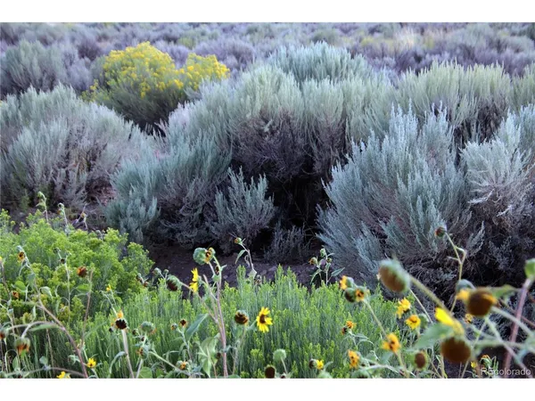 a view of a bunch of trees