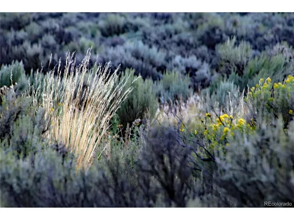 a view of a bunch of trees and bushes