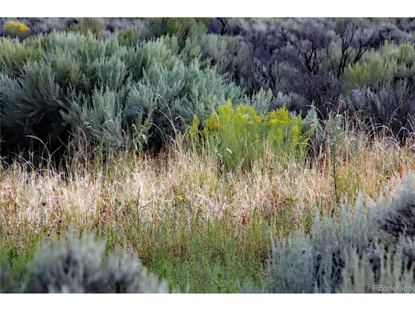 a view of a plant