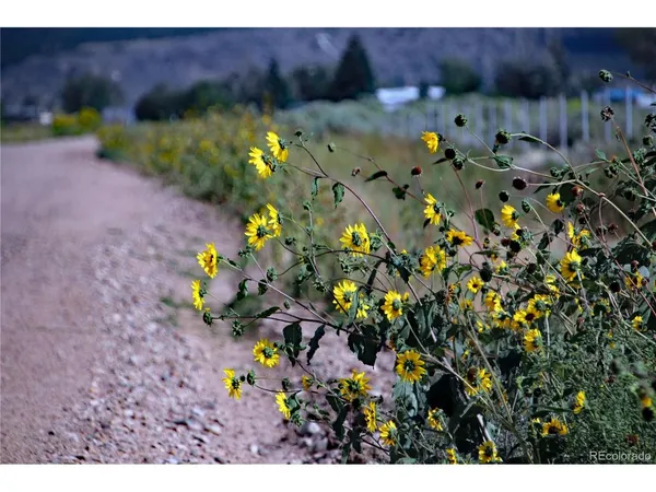 a view of a flower