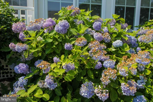 a backyard of a house with a garden and plants