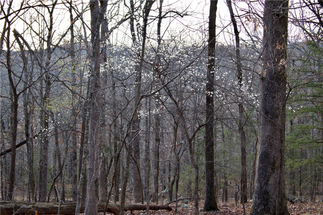 22.37 /- Acres Price Road Winslow, AR 72959 - Photo 24 of 60 Gallery Image 24