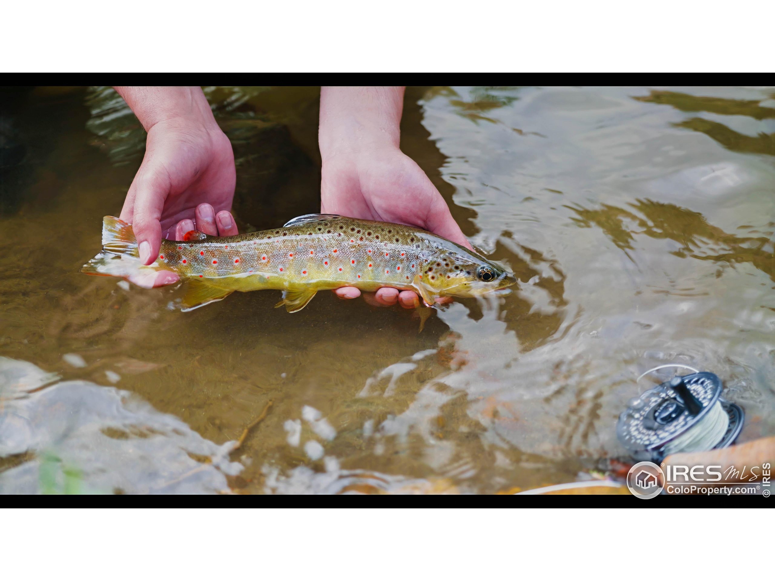 37797 W Highway Bellvue, CO 80512 - Photo 3 of 40 a picture of a living room