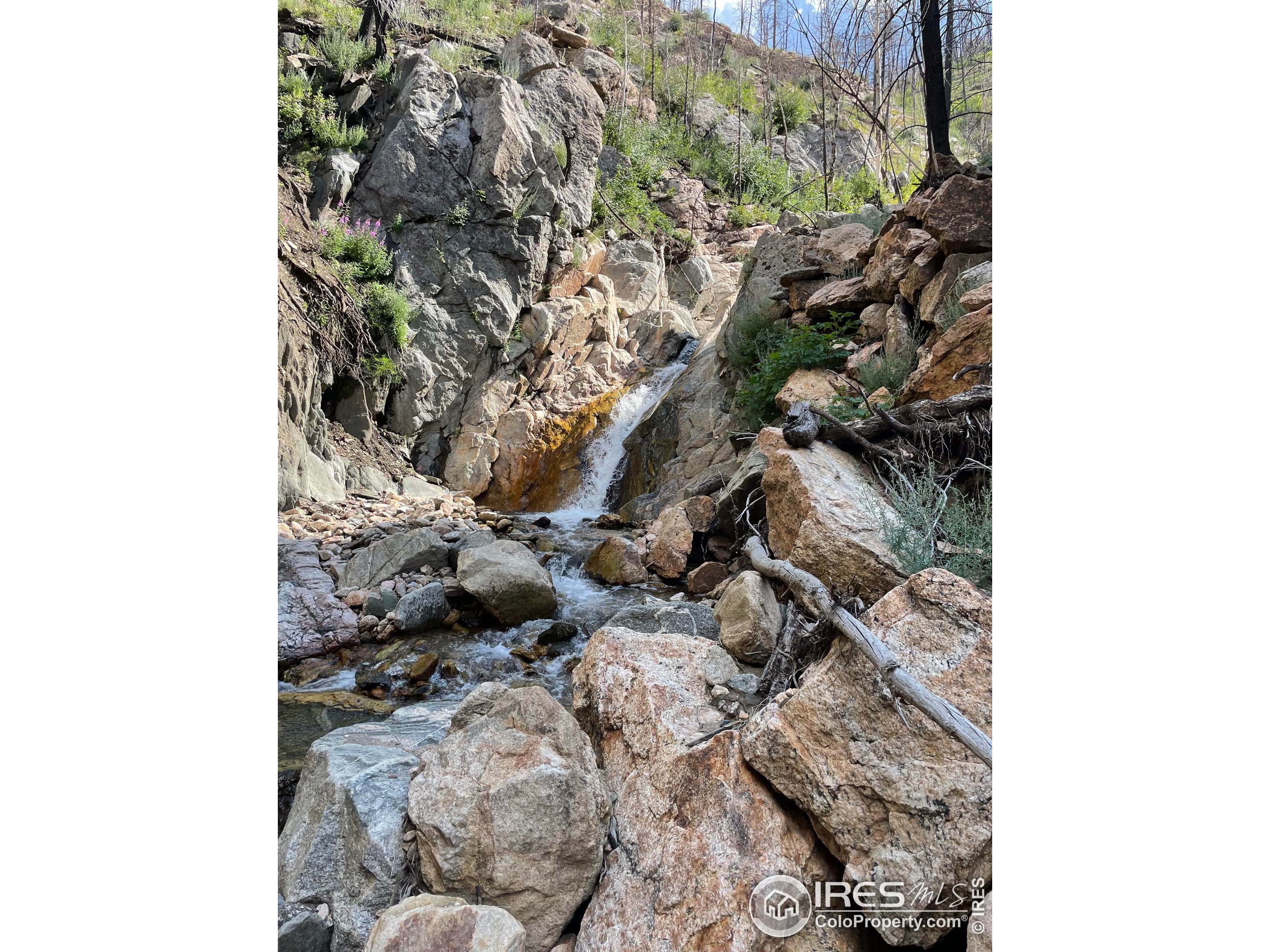 37797 W Highway Bellvue, CO 80512 - Photo 39 of 40 a closeup of a tree