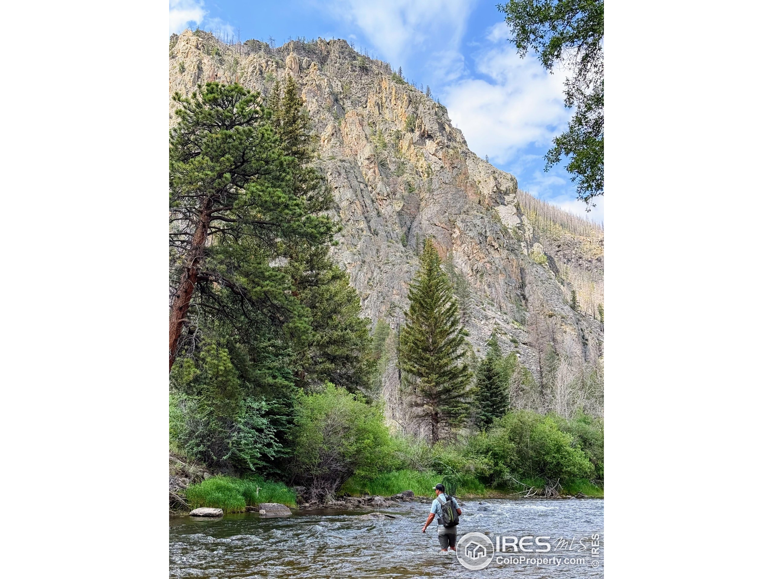 37797 W Highway Bellvue, CO 80512 - Photo 4 of 40 a view of a yard with plants and wooden fence