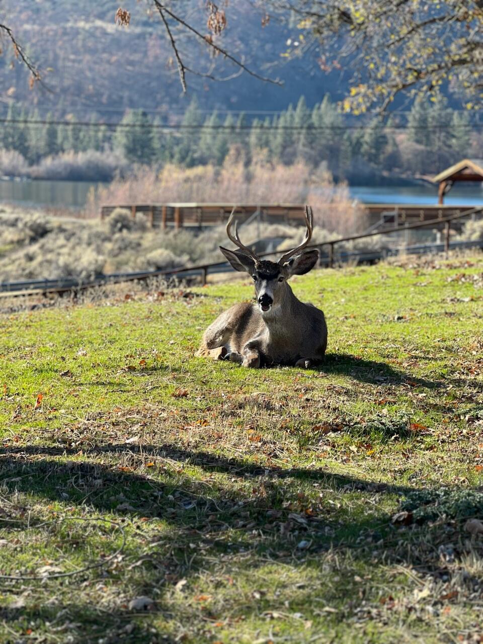 402 Greenhorn Road Yreka, CA 96097 - Photo 33 of 36 IMG_7298
