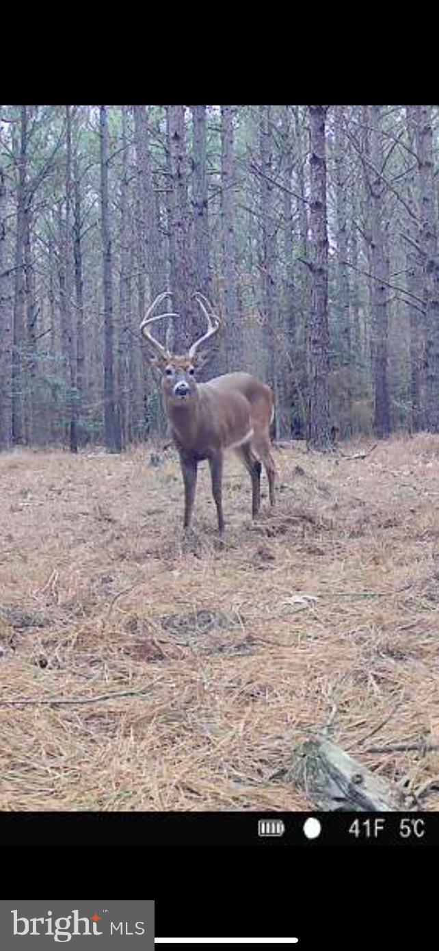 1829 Brannock Neck Road Cambridge, MD 21613 - Photo 19 of 55