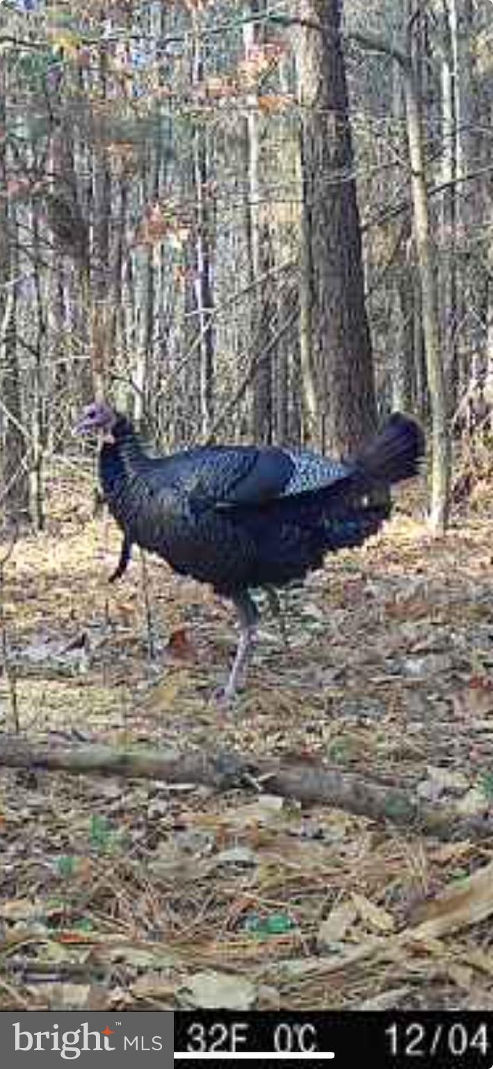 1829 Brannock Neck Road Cambridge, MD 21613 - Photo 21 of 55 a view of a yard