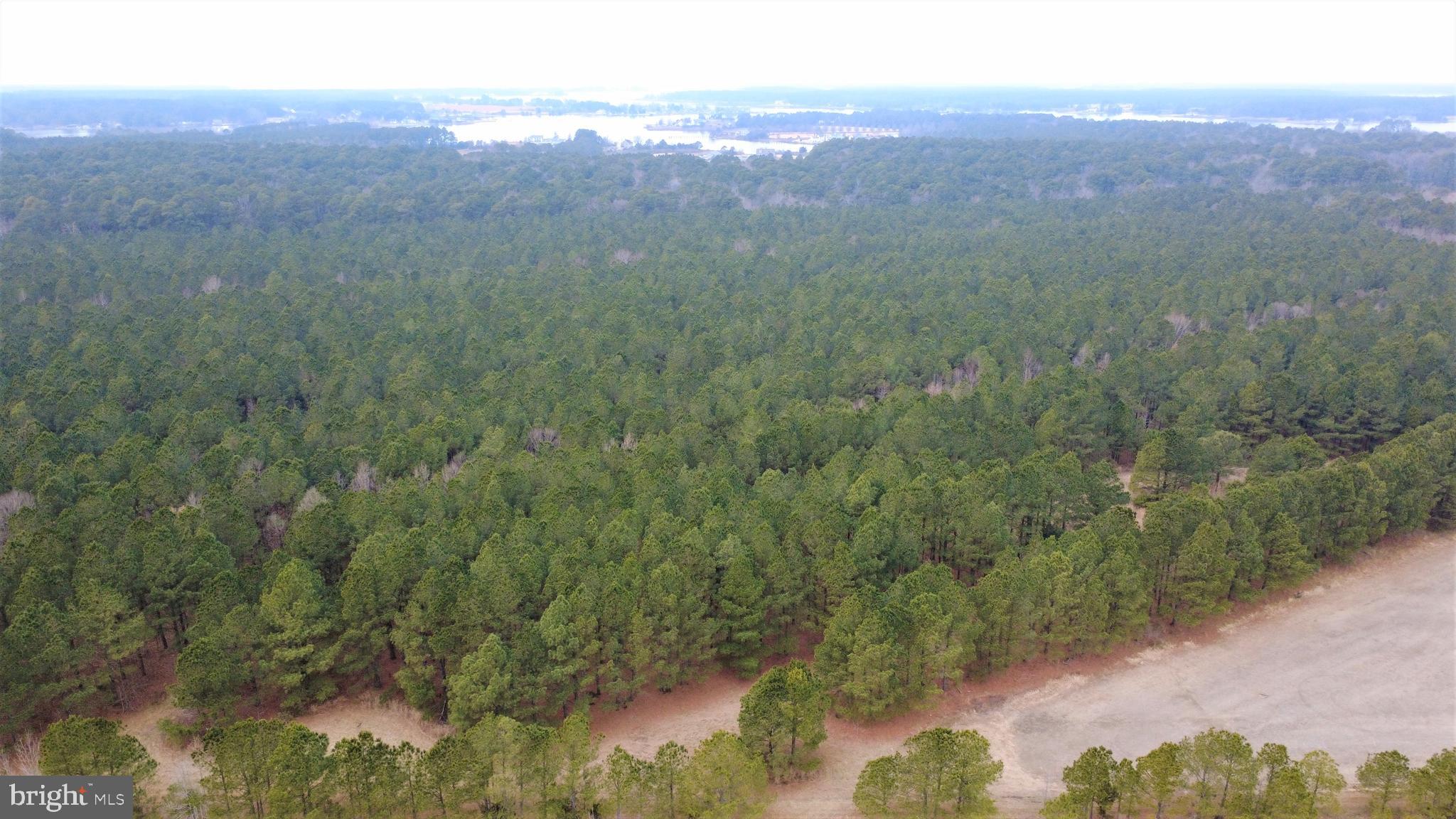 1829 Brannock Neck Road Cambridge, MD 21613 - Photo 34 of 55 a view of a city with lush green forest