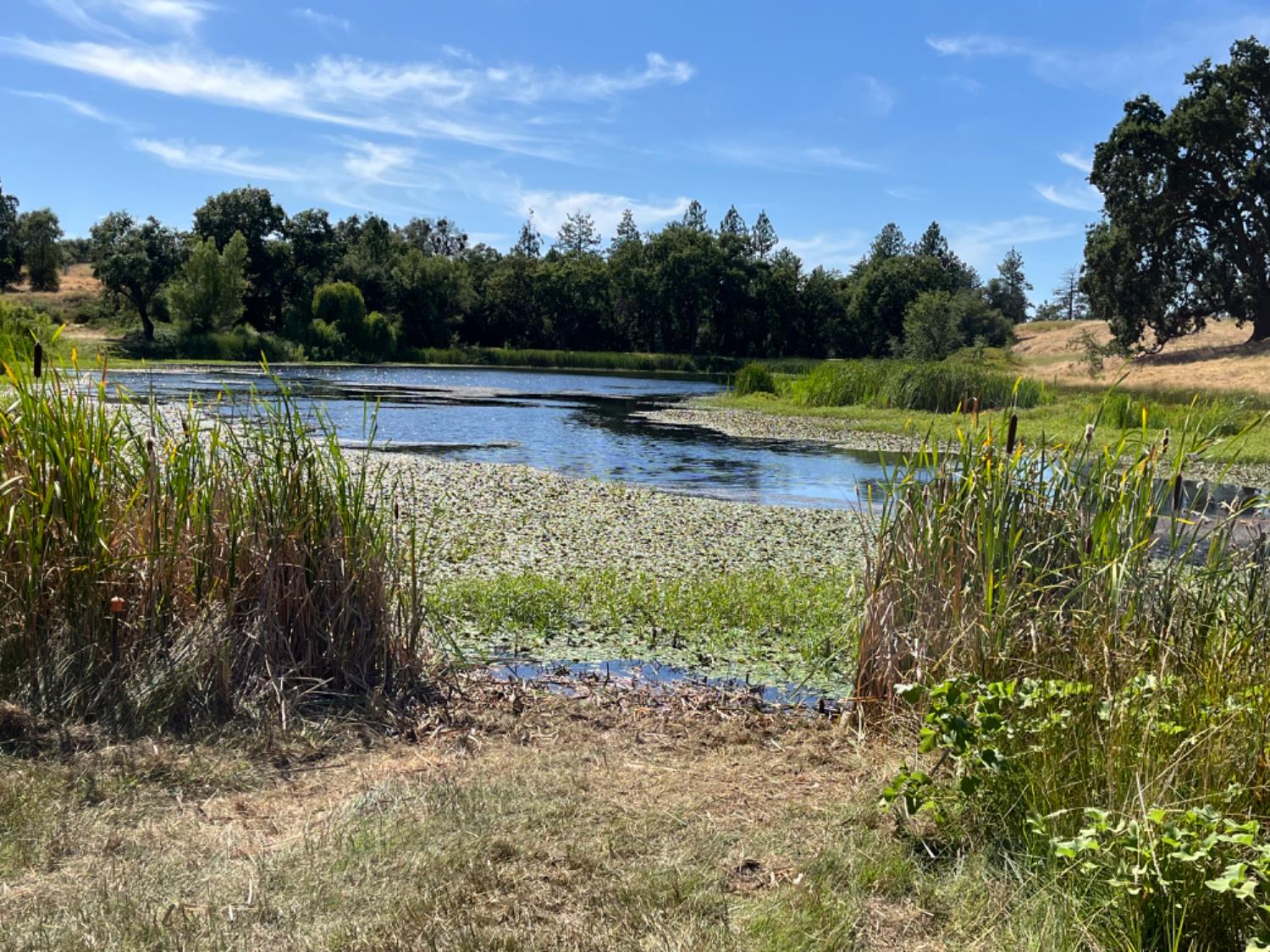 13555 Oakstream Road Plymouth, CA 95669 - Photo 1 of 43 a view of a water pond with green yard