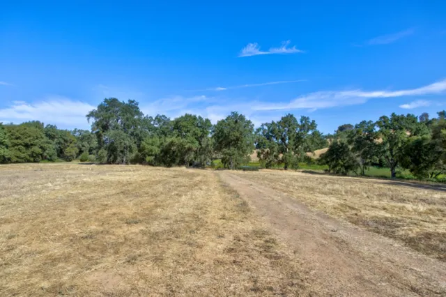 a view of a yard with a tree