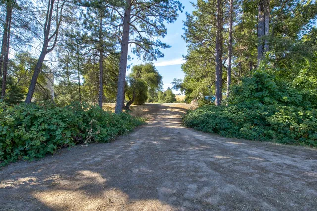 a view of a yard with plants and trees