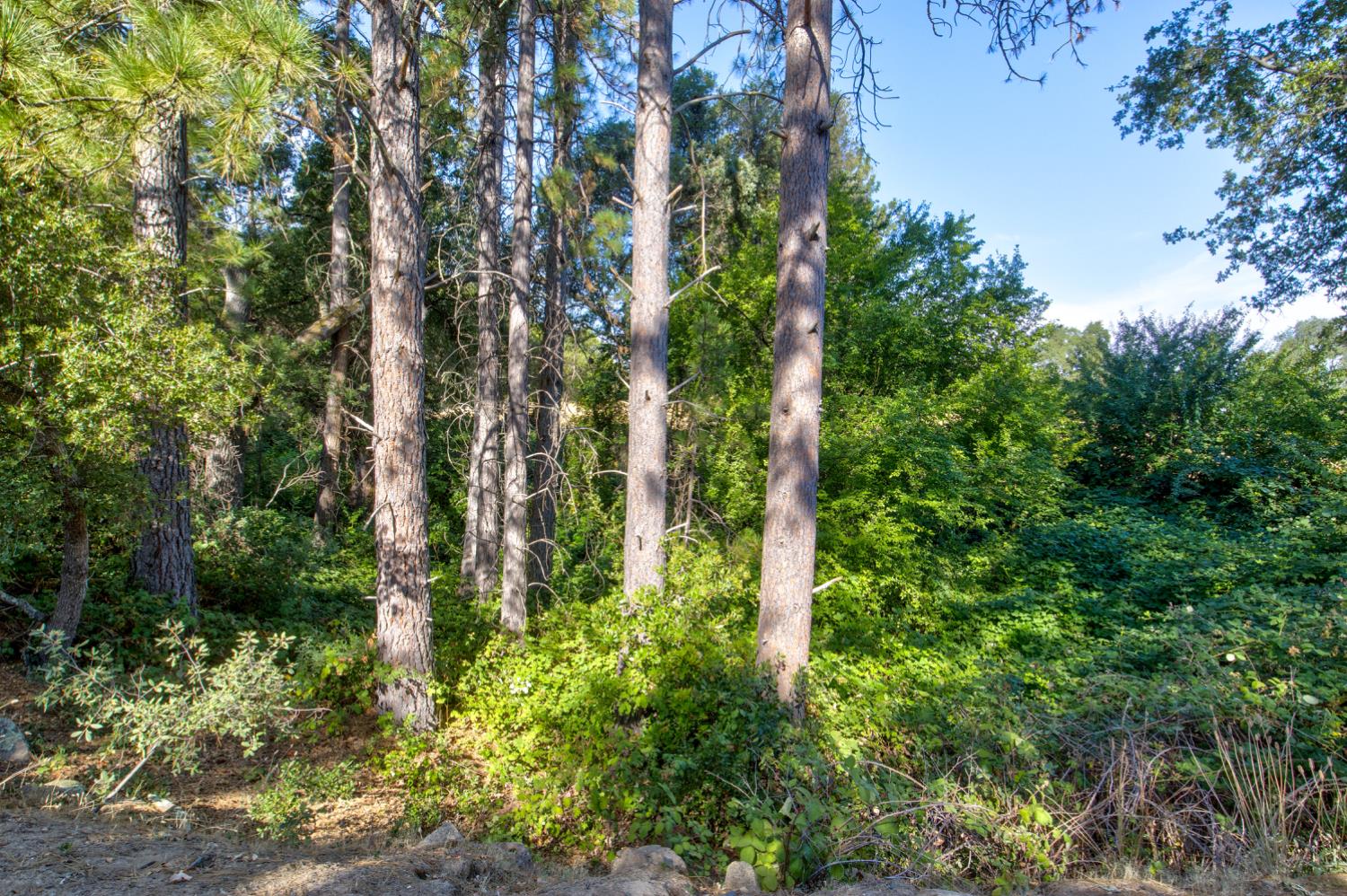 13555 Oakstream Road Plymouth, CA 95669 - Photo 18 of 43 a view of multi story yard