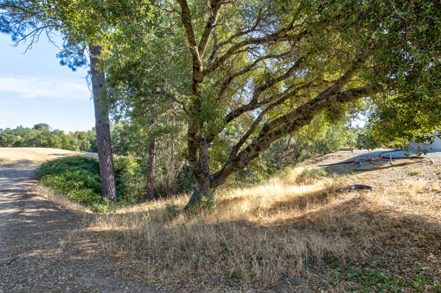13555 Oakstream Road Plymouth, CA 95669 - Photo 19 of 43 a view of a yard with plants and large trees