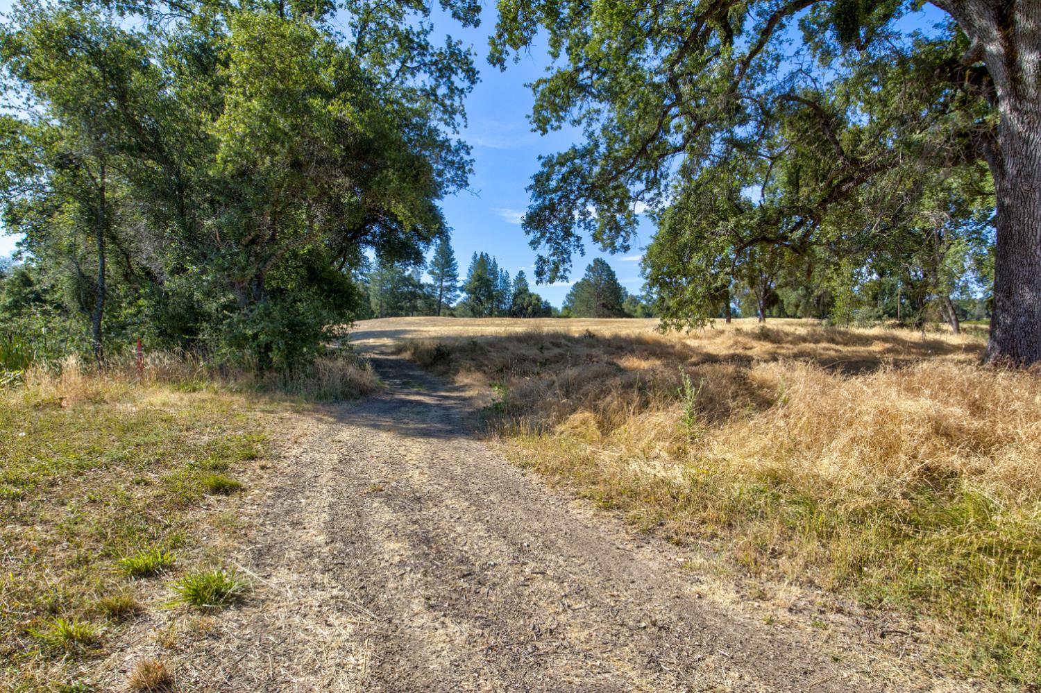 13555 Oakstream Road Plymouth, CA 95669 - Photo 29 of 43 a view of a yard with a tree