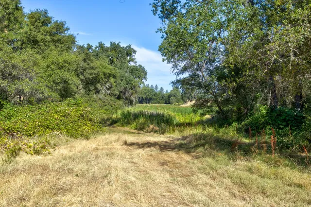 a view of a yard with a tree