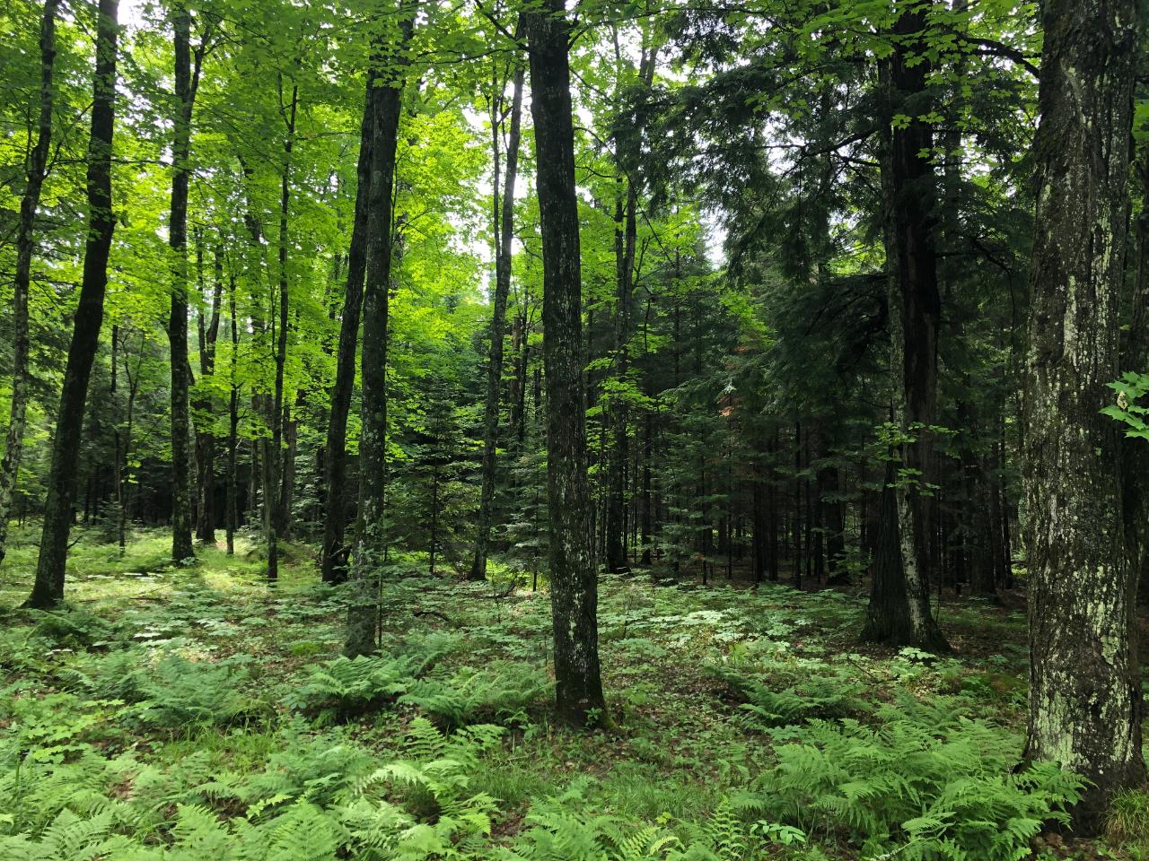 Lot #1 Columbus Lake Road, Unit ON Eagle River, WI 54521 - Photo 5 of 27 Gallery Image 5