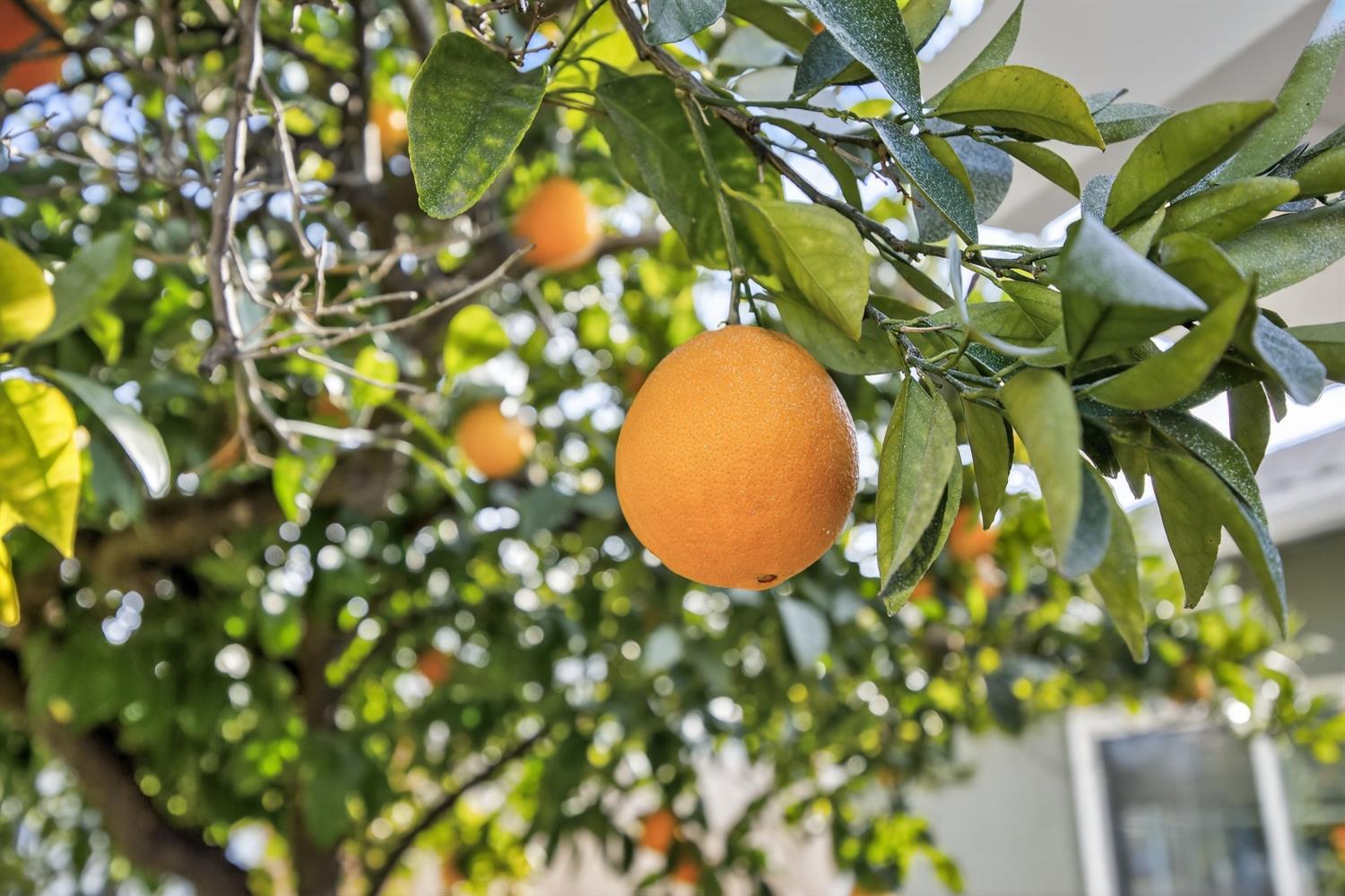 145 Oak Ridge Drive Ione, CA 95640 - Photo 54 of 61 a view of a tree