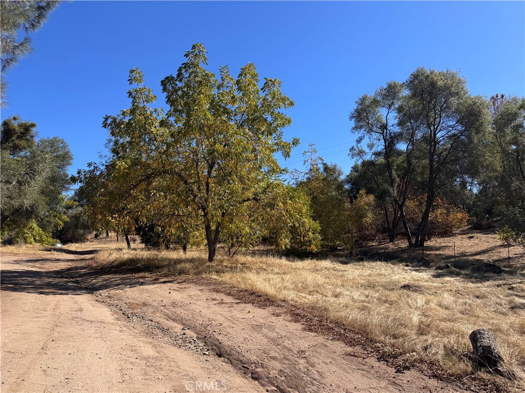 4582 Ashworth Road Mariposa, CA 95338 - Photo 5 of 10 a view of dirt yard with a large tree