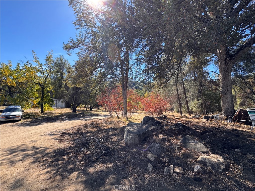 4582 Ashworth Road Mariposa, CA 95338 - Photo 6 of 10 a view of a tree in the middle of a yard
