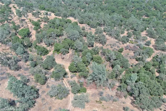 a view of a forest with trees and houses