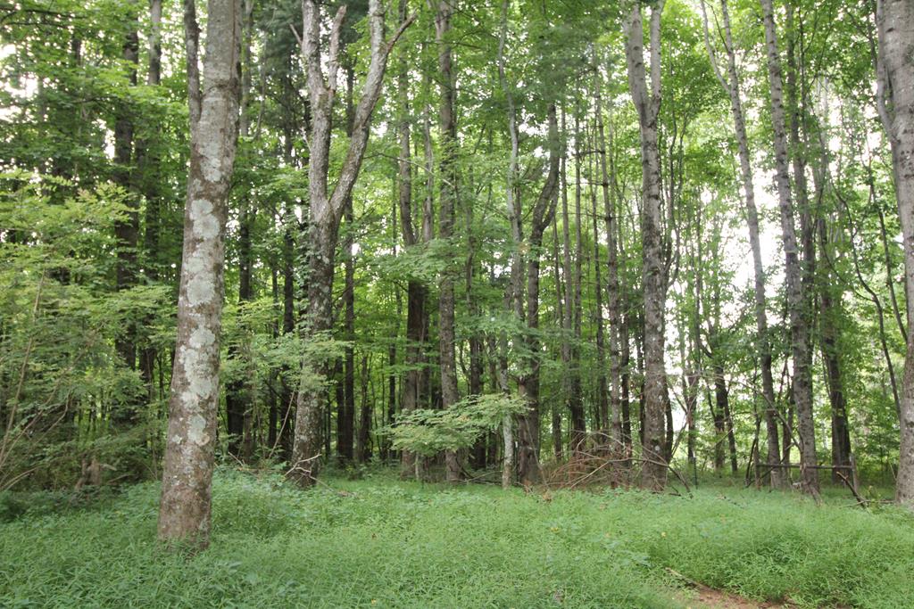 1321 Hurricane Ridge Road Meadows Of Dan, VA 24120 - Photo 48 of 73 Gallery Image 48