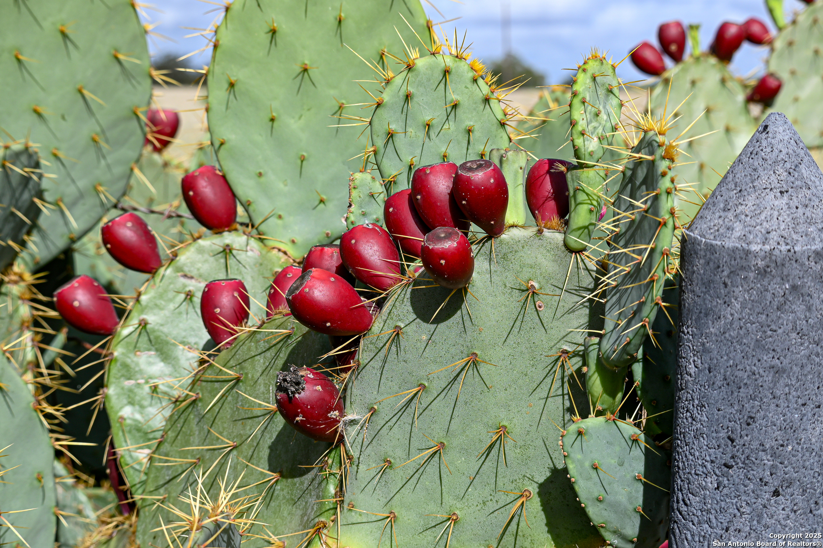 0 Tx 97 Gonzales, TX 78629 - Photo 22 of 37 a view of a bunch of flowers