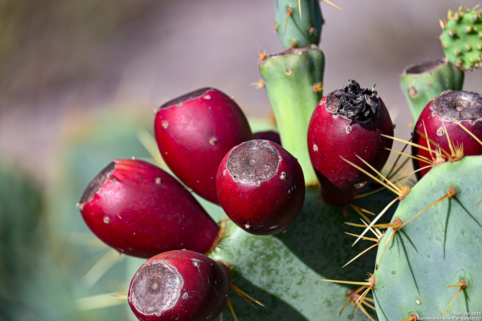 0 Tx 97 Gonzales, TX 78629 - Photo 23 of 37