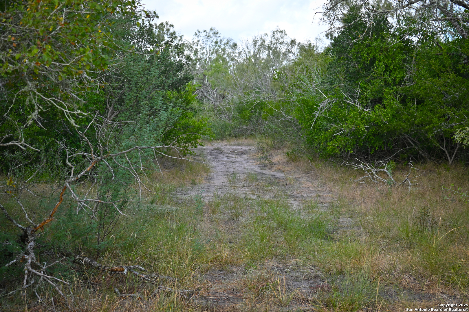 0 Tx 97 Gonzales, TX 78629 - Photo 24 of 37 a view of a forest with a tree