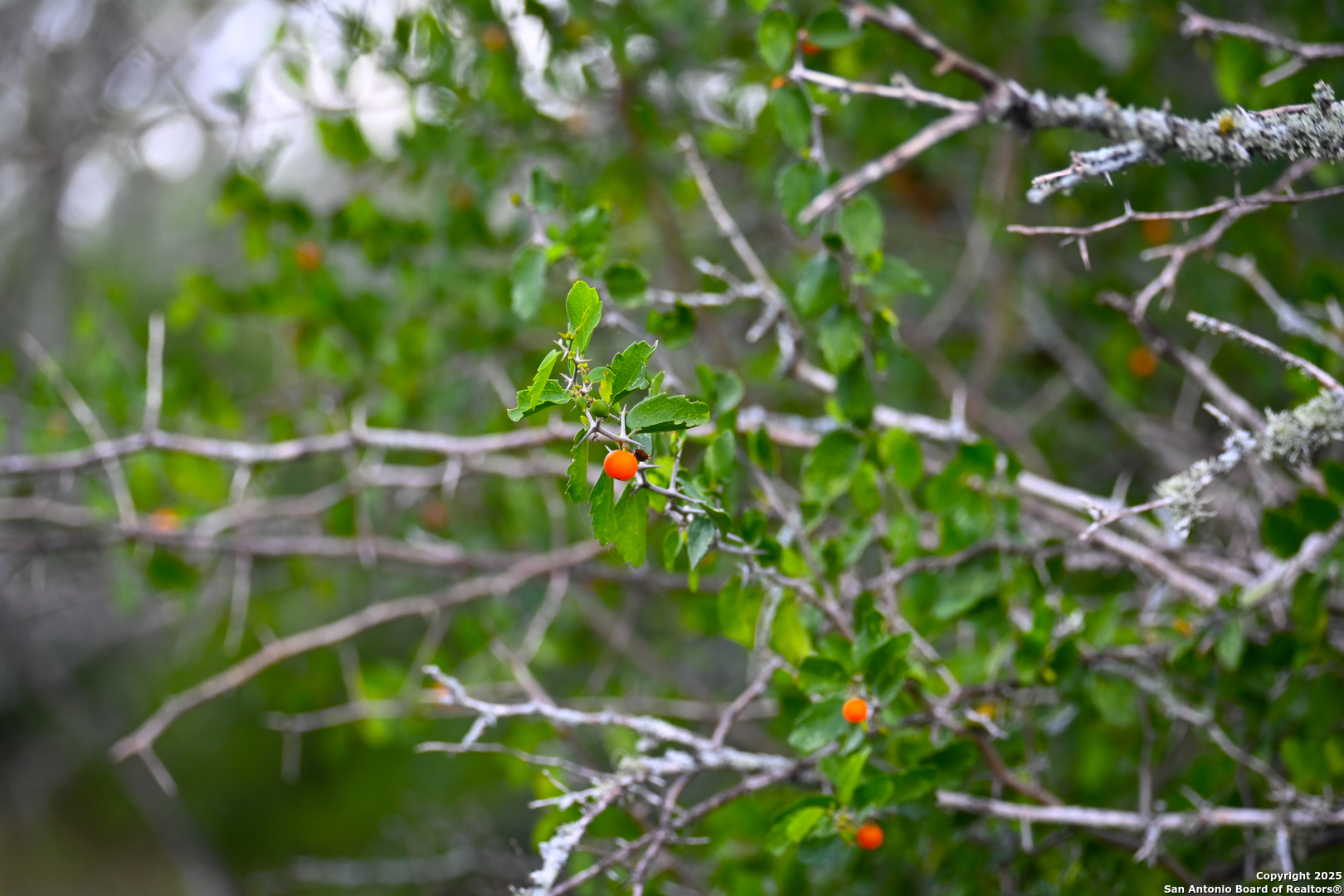 0 Tx 97 Gonzales, TX 78629 - Photo 25 of 37 a backyard of a house
